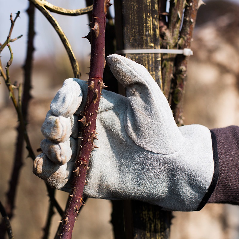 A Pair of Garden Gloves Thorn  - Gardening Tools Gloves review and price