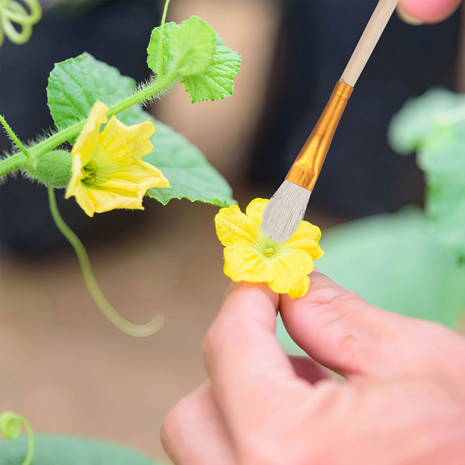 16Pcs Flower Pollinator Brush  - Gardening Tools Kit review and price
